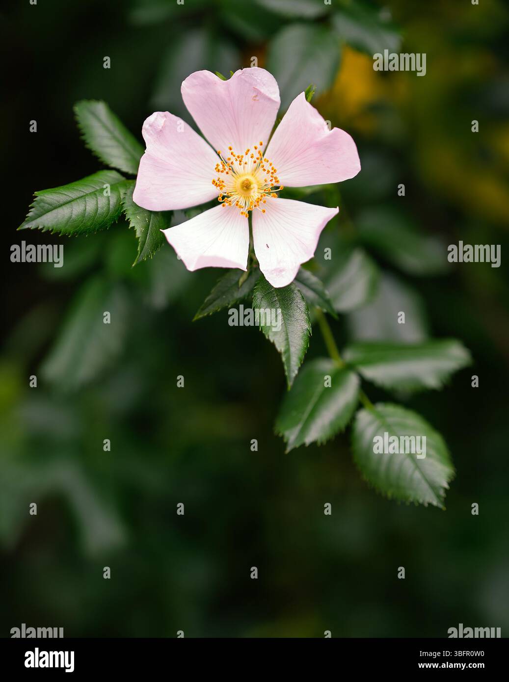 Rosa selvatica della famiglia delle Rosaceae in fiore tarda primavera. Norfolk, Regno Unito Foto Stock