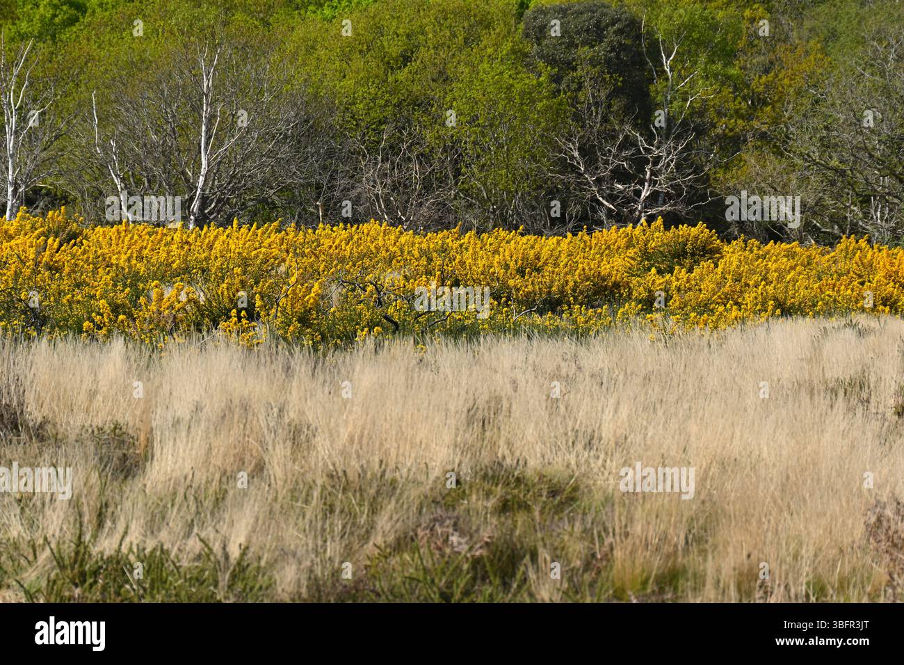 Brughiera con gorse in fiore e erbe umide Alver Valley Hampshire UK aprile Foto Stock