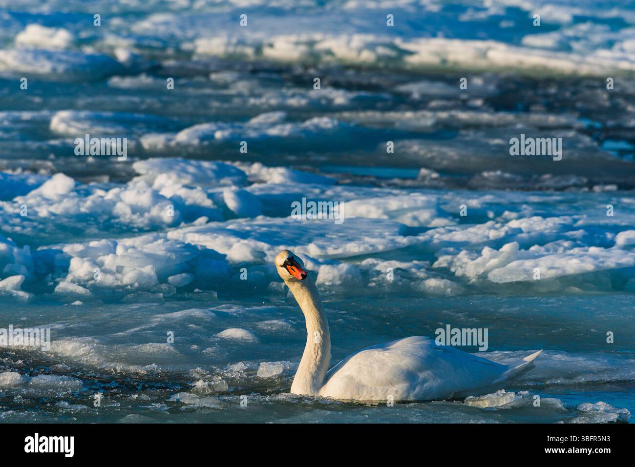 Un cigno solitario scivola senza sforzo attraverso il mare ghiacciato in Svezia, navigando attraverso macchie di ghiaccio. Questo momento tranquillo cattura la bellezza di na Foto Stock