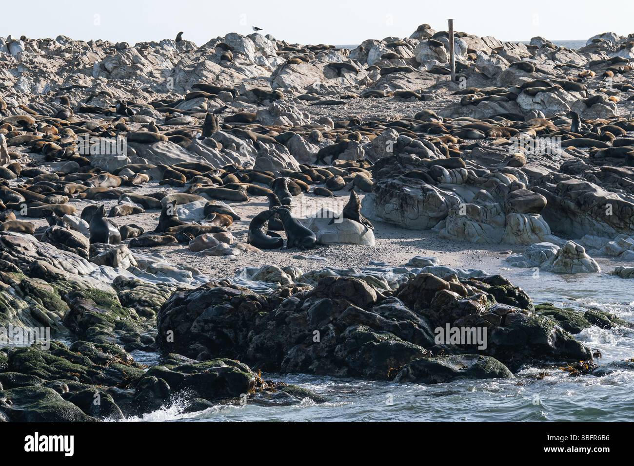 Gruppo numeroso, colonia di otarie orsine sulla spiaggia rocciosa della costa dell'Oceano Atlantico, Sudafrica Foto Stock