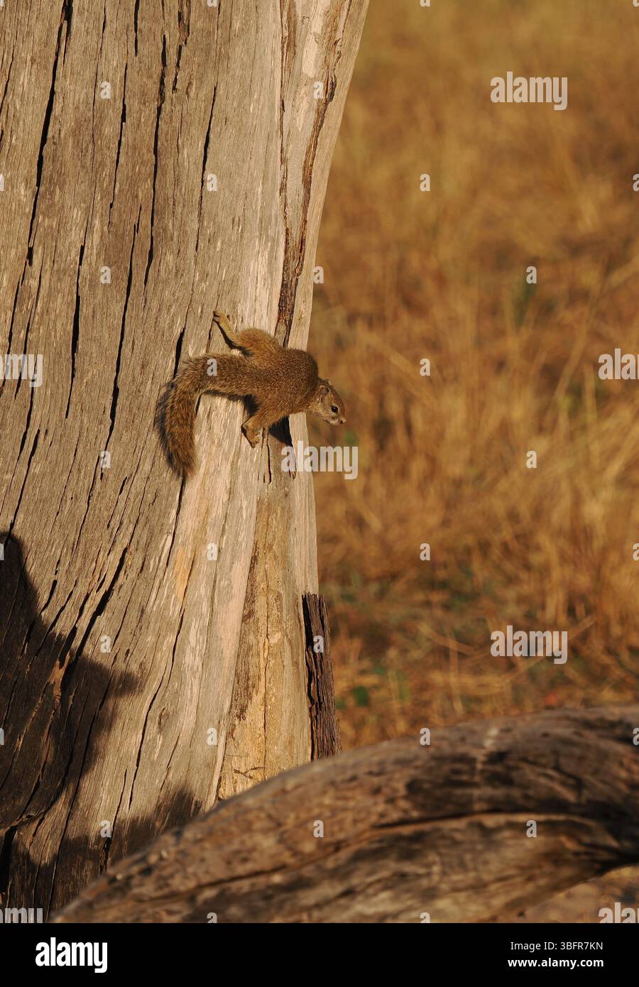 Gli scoiattoli di alberi, (scoiattolo del cespuglio di Smith) sono comuni nel delta dell'Okavango, spesso visti a terra ma rapidamente trasportati agli alberi per sicurezza. Foto Stock