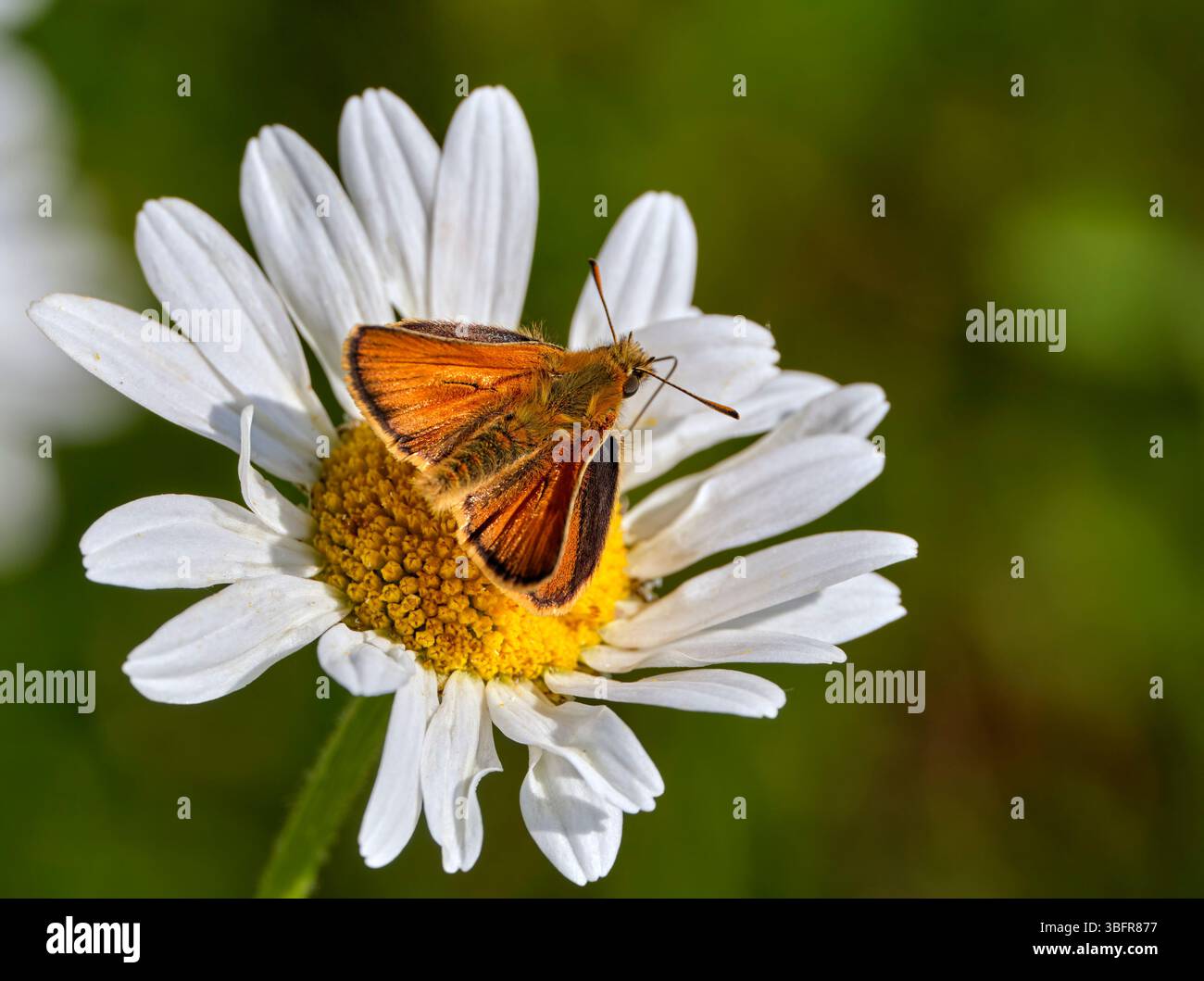 Piccolo Skipper per per il nido su Oxeye Daisy. Harewood Common, Andover, Hampshire, Inghilterra. Foto Stock