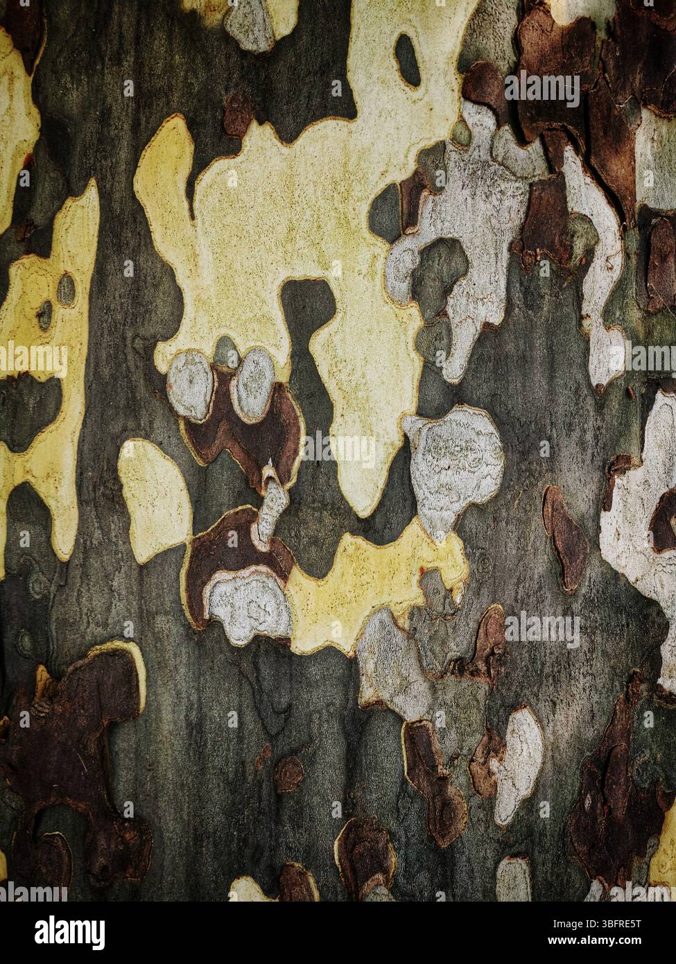 Intricati motivi di giallo, grigio e marrone adornano la corteccia degli alberi Foto Stock