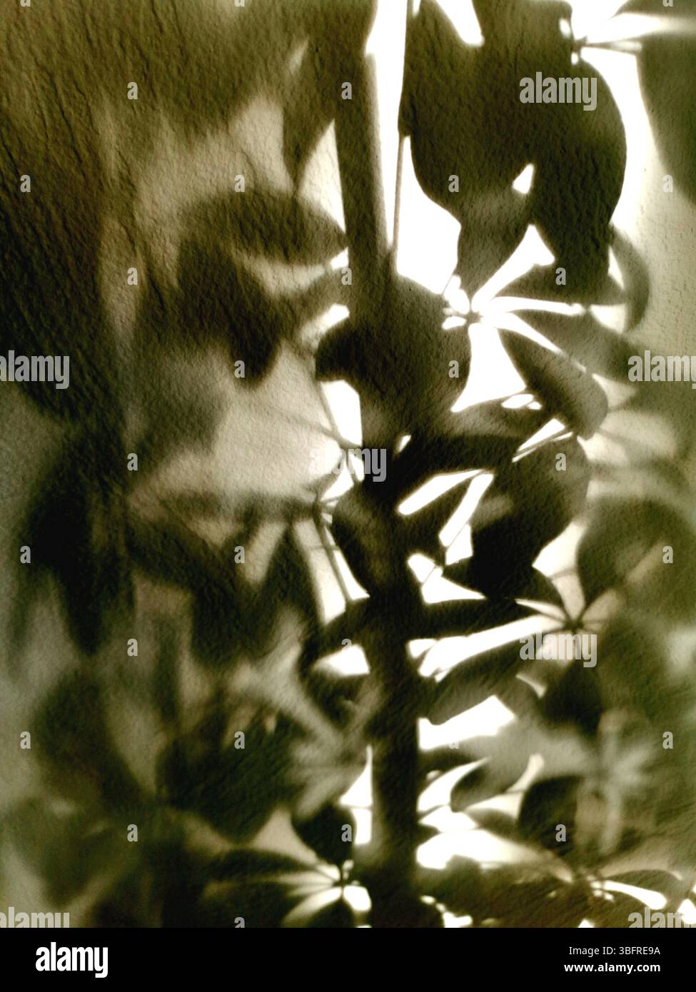La luce soffusa del pomeriggio filtra le foglie, proiettando ombre intricate su una parete testurizzata. Foto Stock