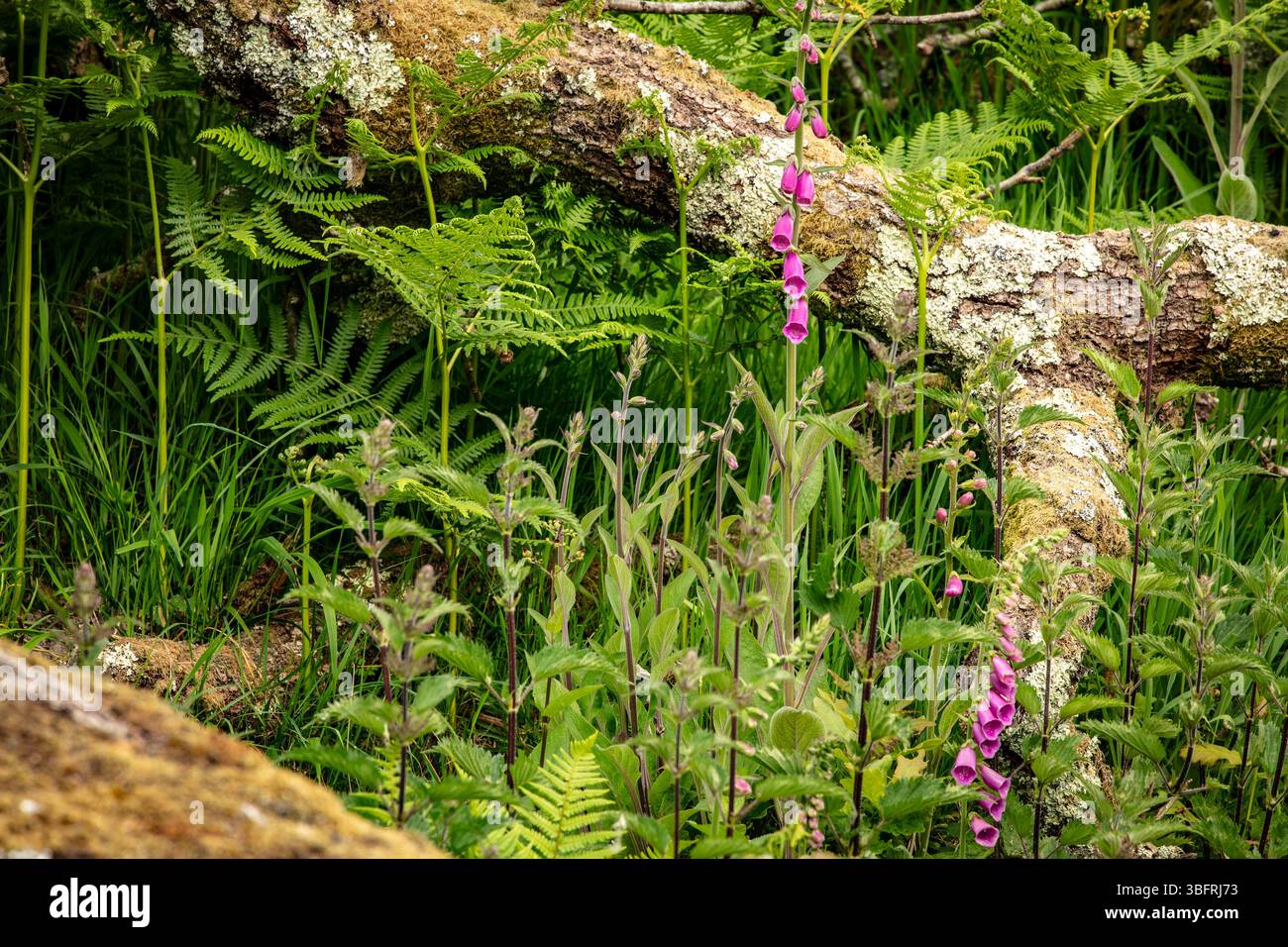 Piante naturali da vicino formate da Ferns Criss che attraversano in una danza verdeggiante. rappresentazione, naturale, distinta, libertà, simbolismo, schema astratto Foto Stock