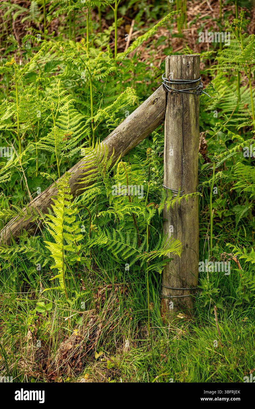 Piante naturali da vicino formate da Ferns Criss che attraversano in una danza verdeggiante. rappresentazione, naturale, distinta, libertà, simbolismo, schema astratto Foto Stock