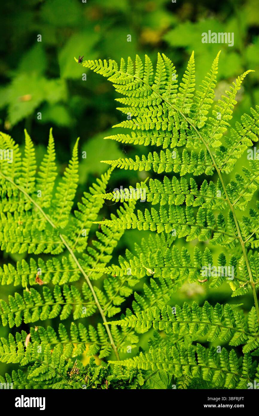 Piante naturali da vicino formate da Ferns Criss che attraversano in una danza verdeggiante. rappresentazione, naturale, distinta, libertà, simbolismo, schema astratto Foto Stock
