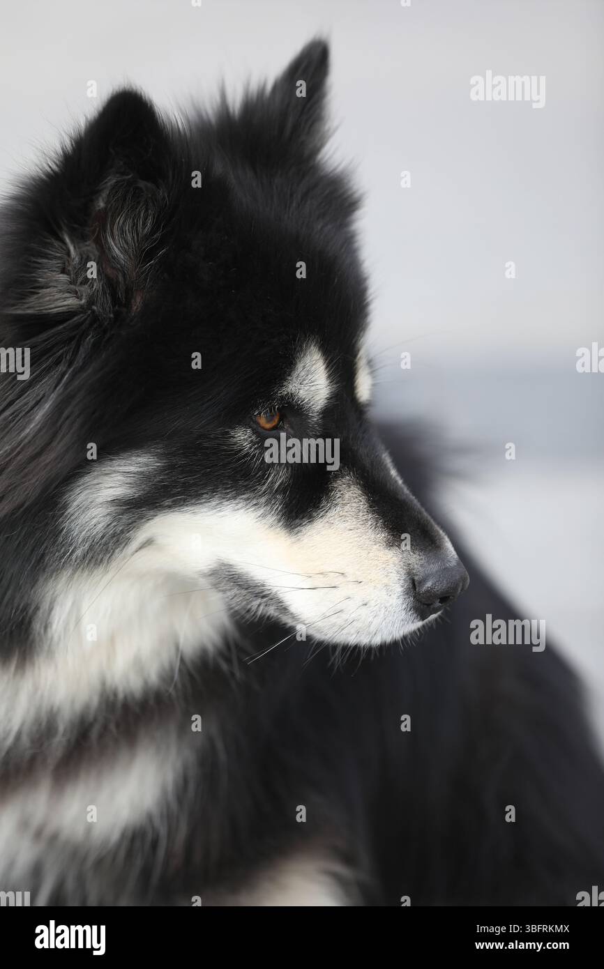 Bellissimo ritratto di cani husky all'aperto Foto Stock