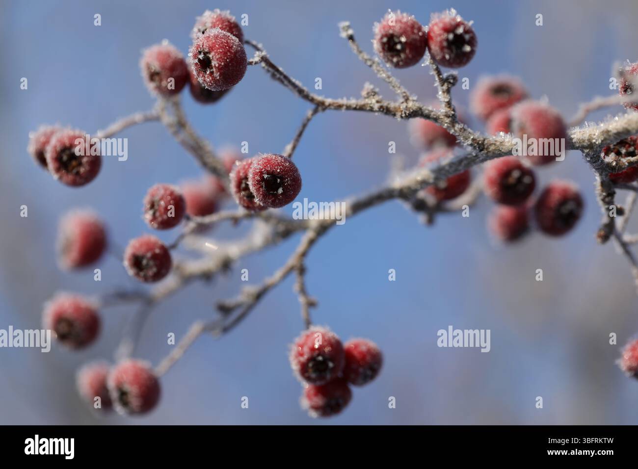 Bacche smerigliate sul ramo nel giardino d'inverno Foto Stock