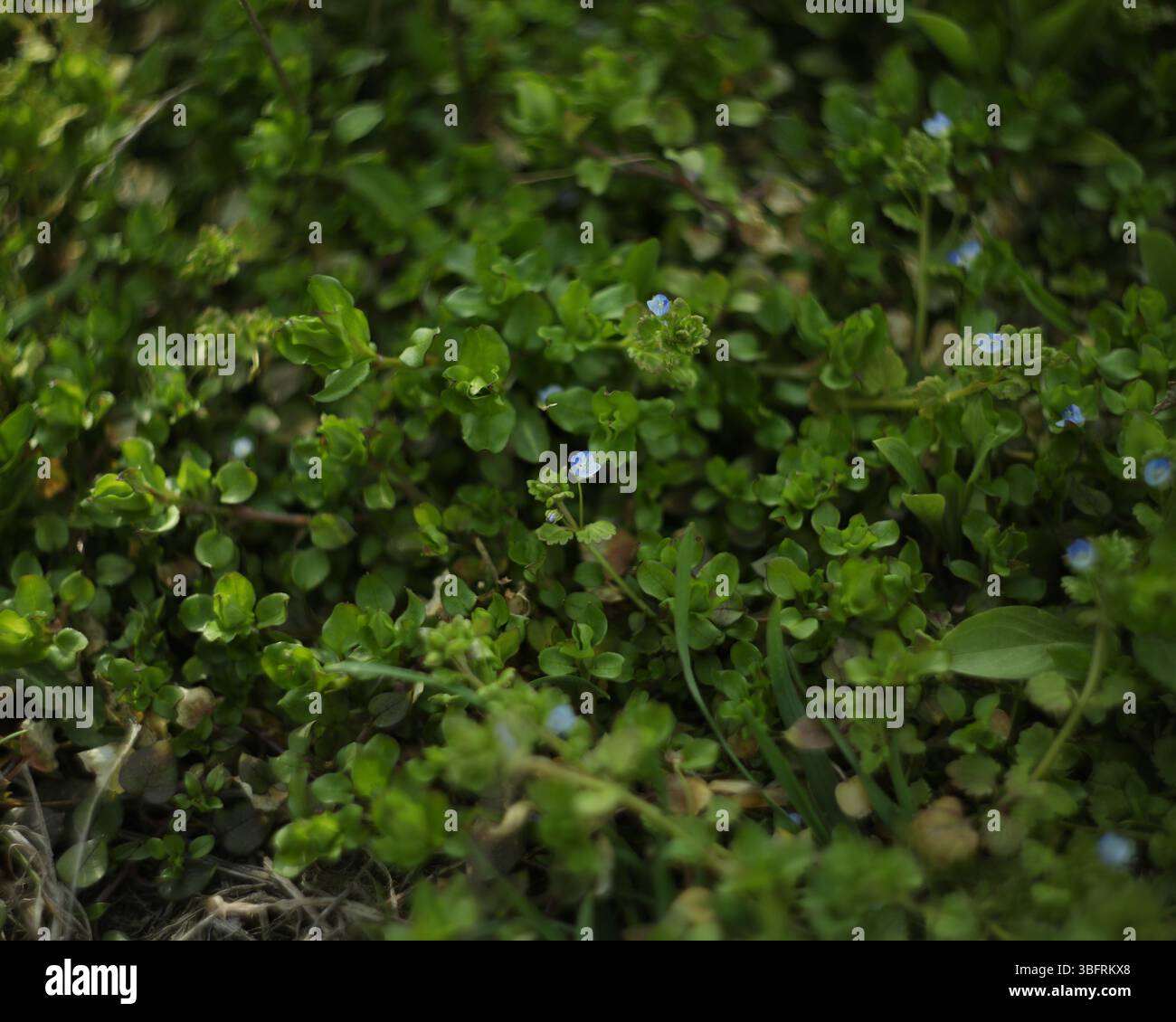 Piccoli fiori blu di veronica persica nell'erba Foto Stock