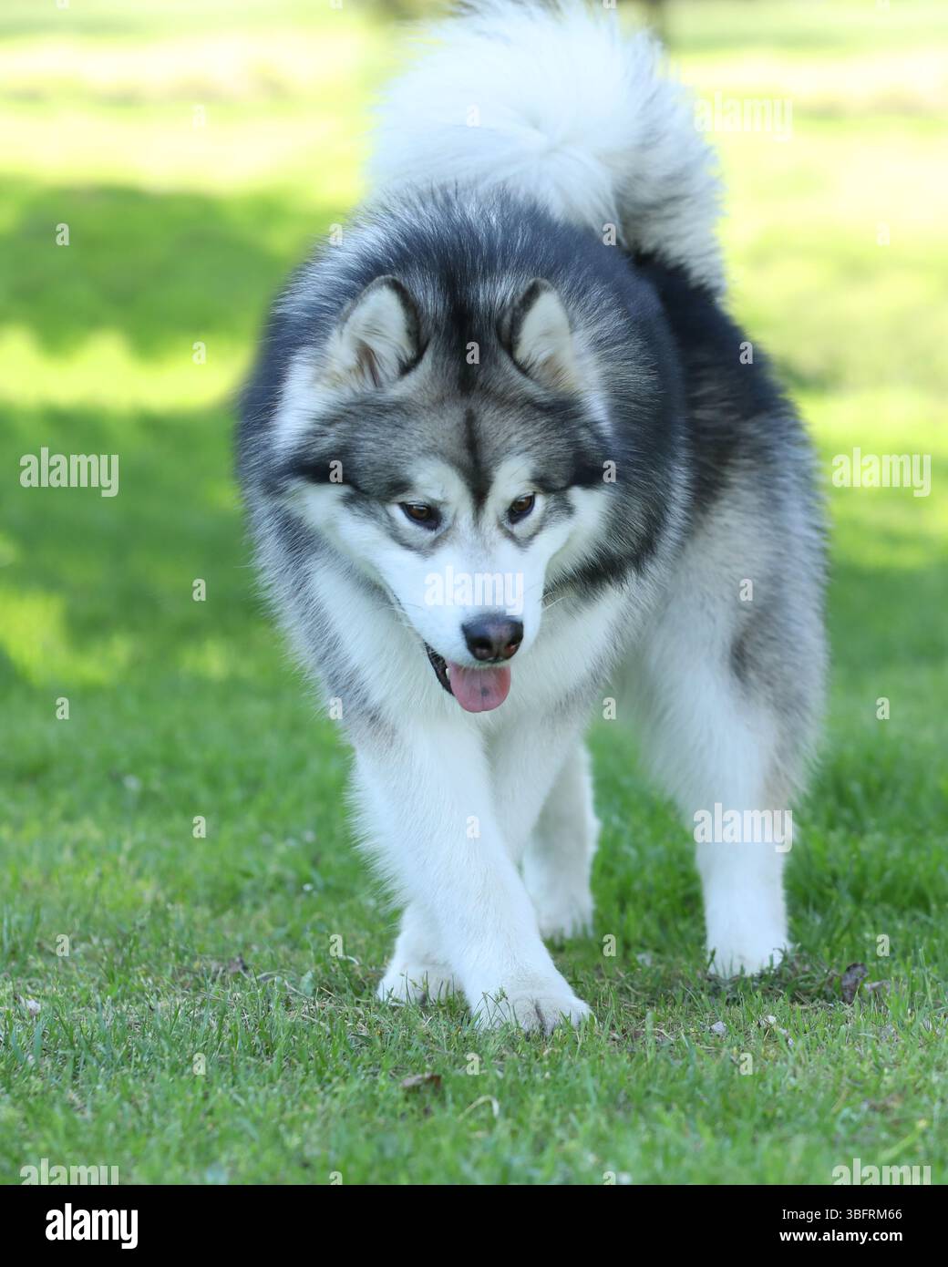 Splendido malamute dell'alaska all'aperto. Cane sull'erba verde Foto Stock