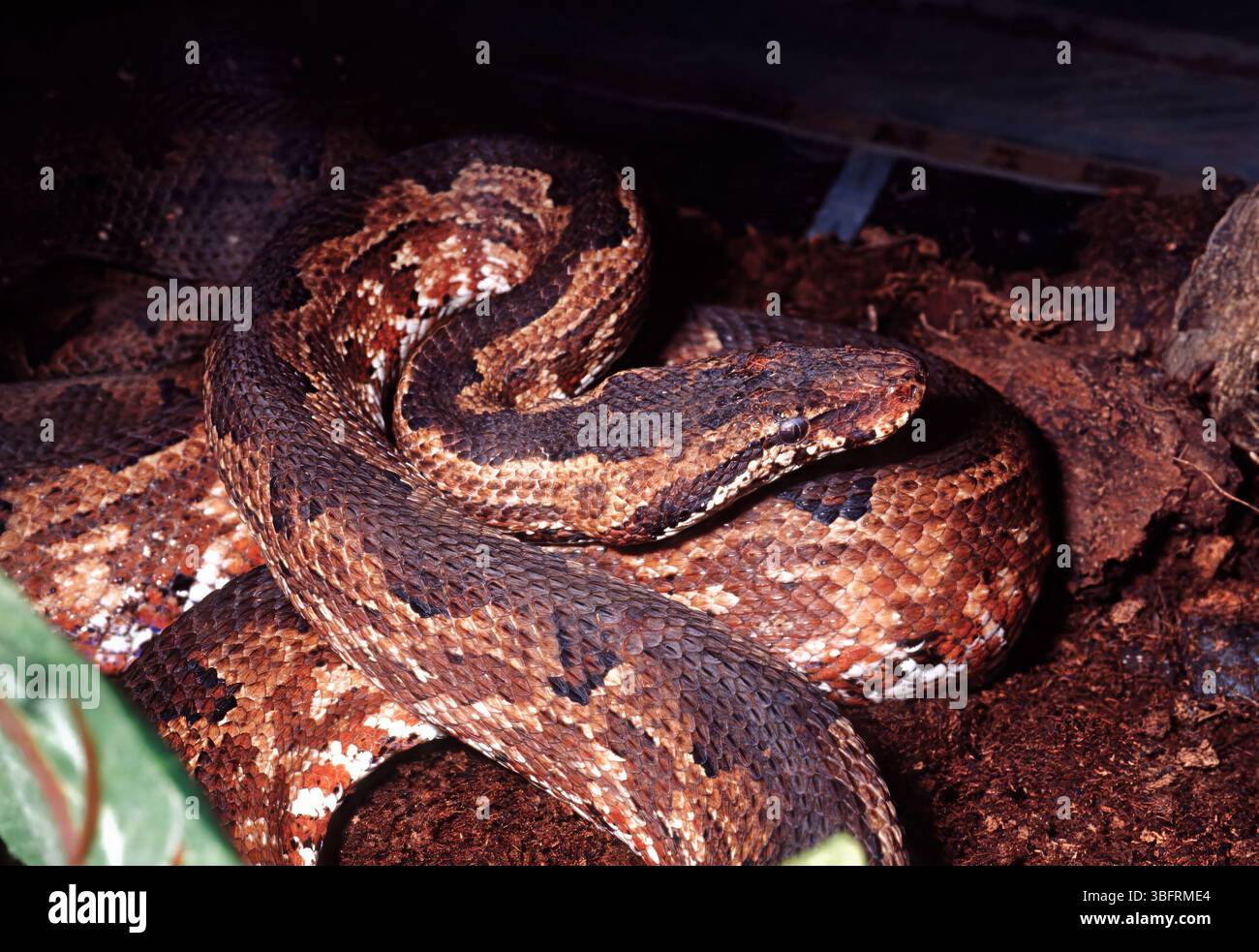 Boa di terra del Pacifico, boa di chiglia del Pacifico, boa di albero indonesiano, Candoia carinata, Boidae Foto Stock