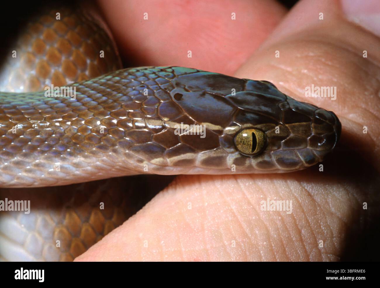 Serpente africano, Boaedon Lamprophis) fuliginosus, Lamprophiidae Foto Stock