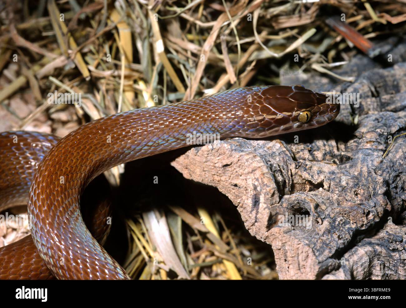 Serpente africano, Boaedon Lamprophis) fuliginosus, Lamprophiidae Foto Stock
