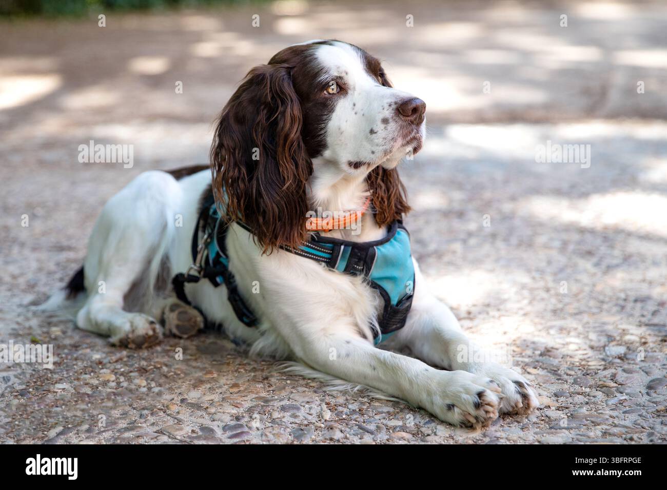 Bellissimo Springer Spaniel inglese in un parco Foto Stock