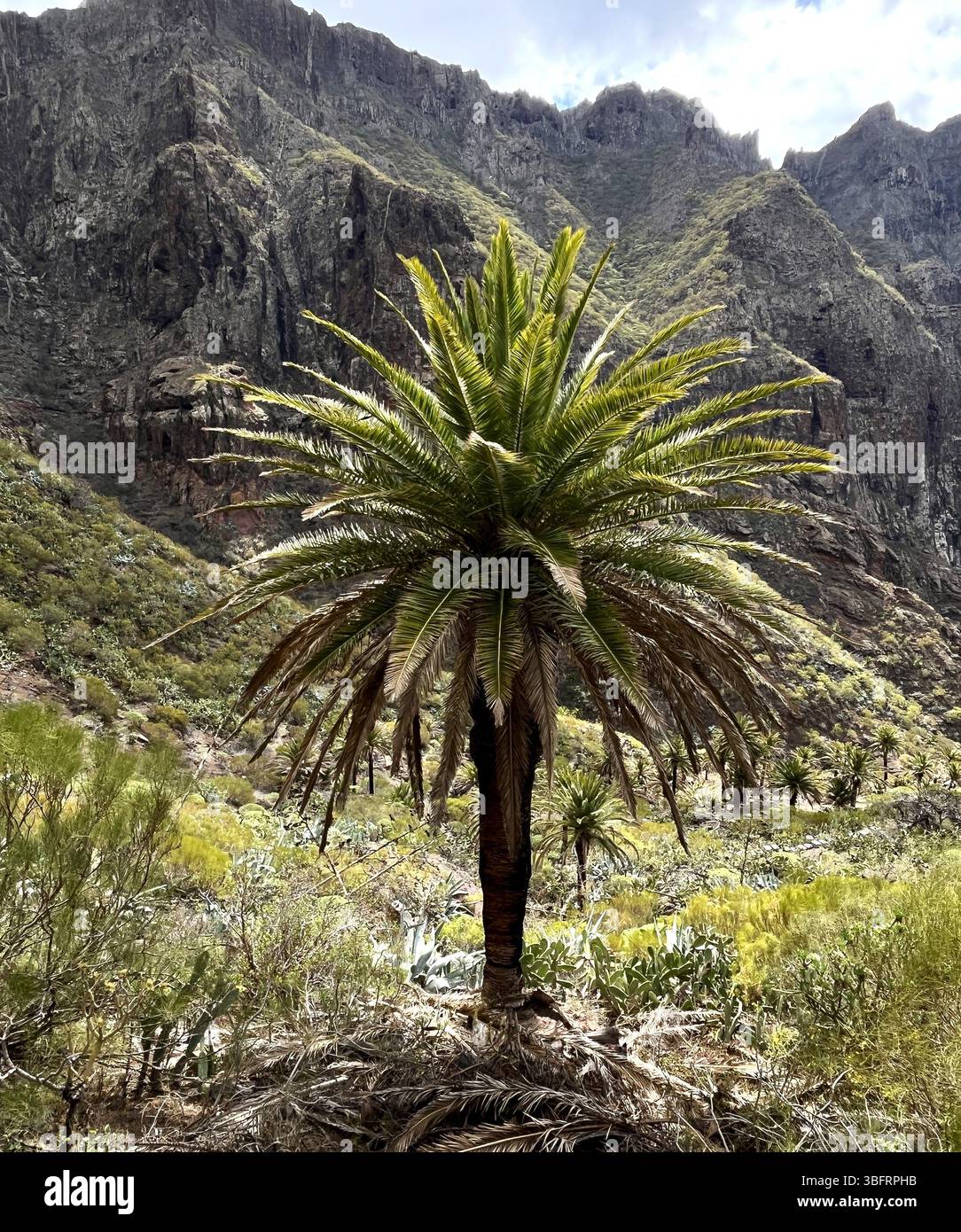 Palma delle Canarie (Phoenix canariensis) alta in una valle rocciosa simile a un deserto circondata da scogliere vulcaniche, Tenerife, Isole Canarie, Spagna Foto Stock