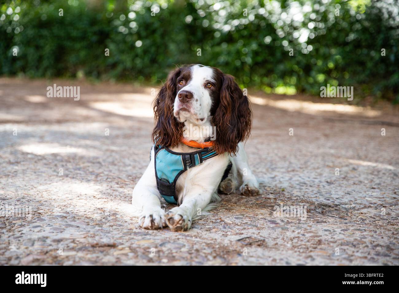 Adorabile cucciolo inglese Springer Spaniel Foto Stock
