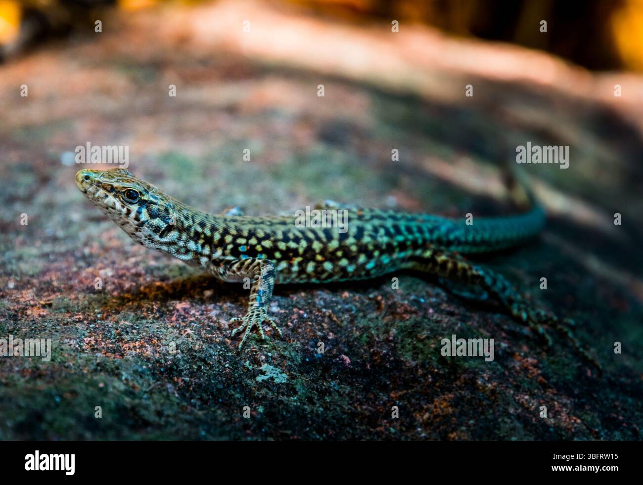 Piccola lucertola che aspetta sulla pietra Foto Stock