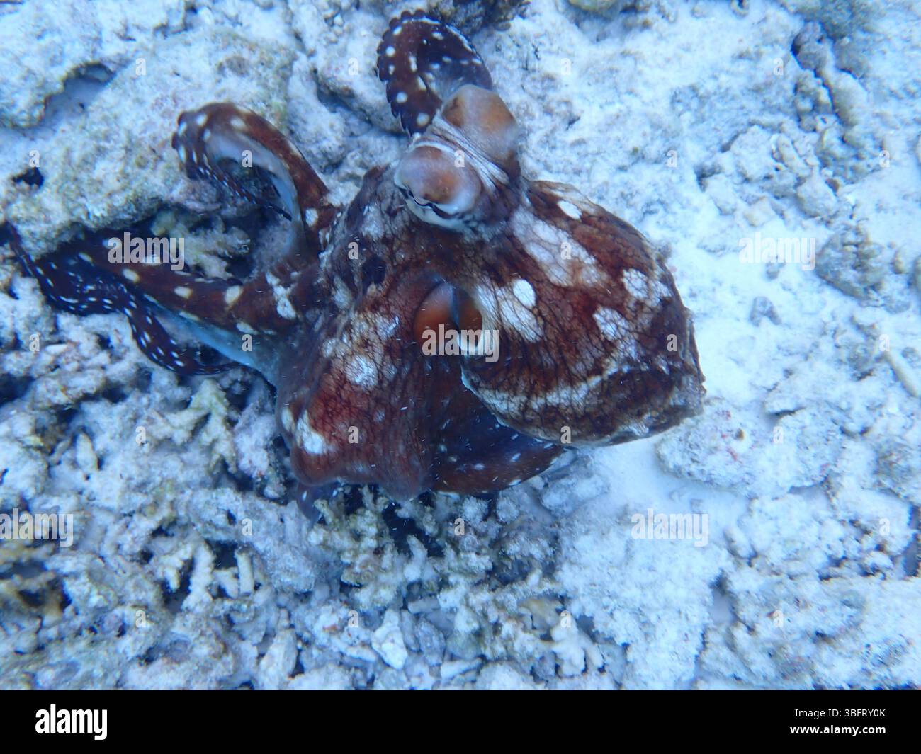 Giorno Octopus, Maldive Foto Stock