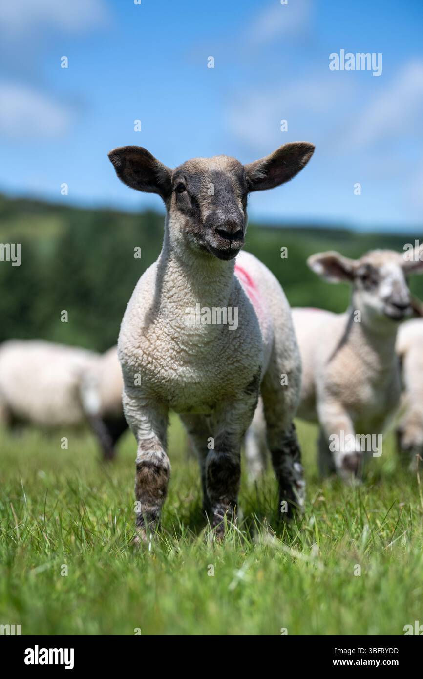 L'agnello semina del Suffolk in un pascolo di pianura. Cumbria, Regno Unito. Foto Stock