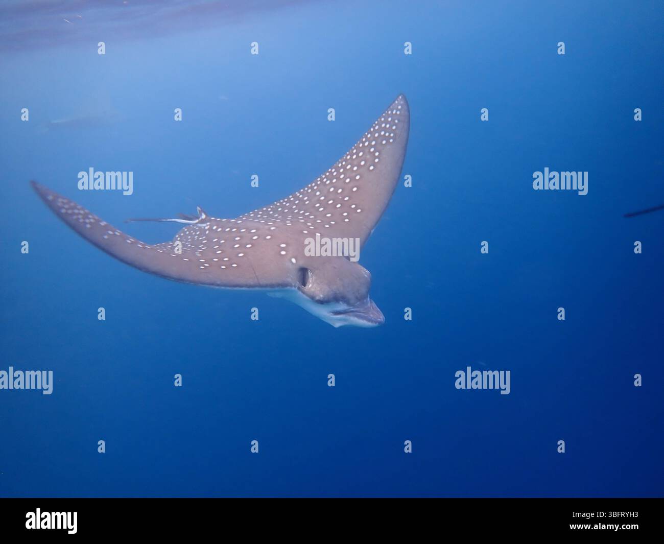 Eagle Ray avvistato, Maldive Foto Stock