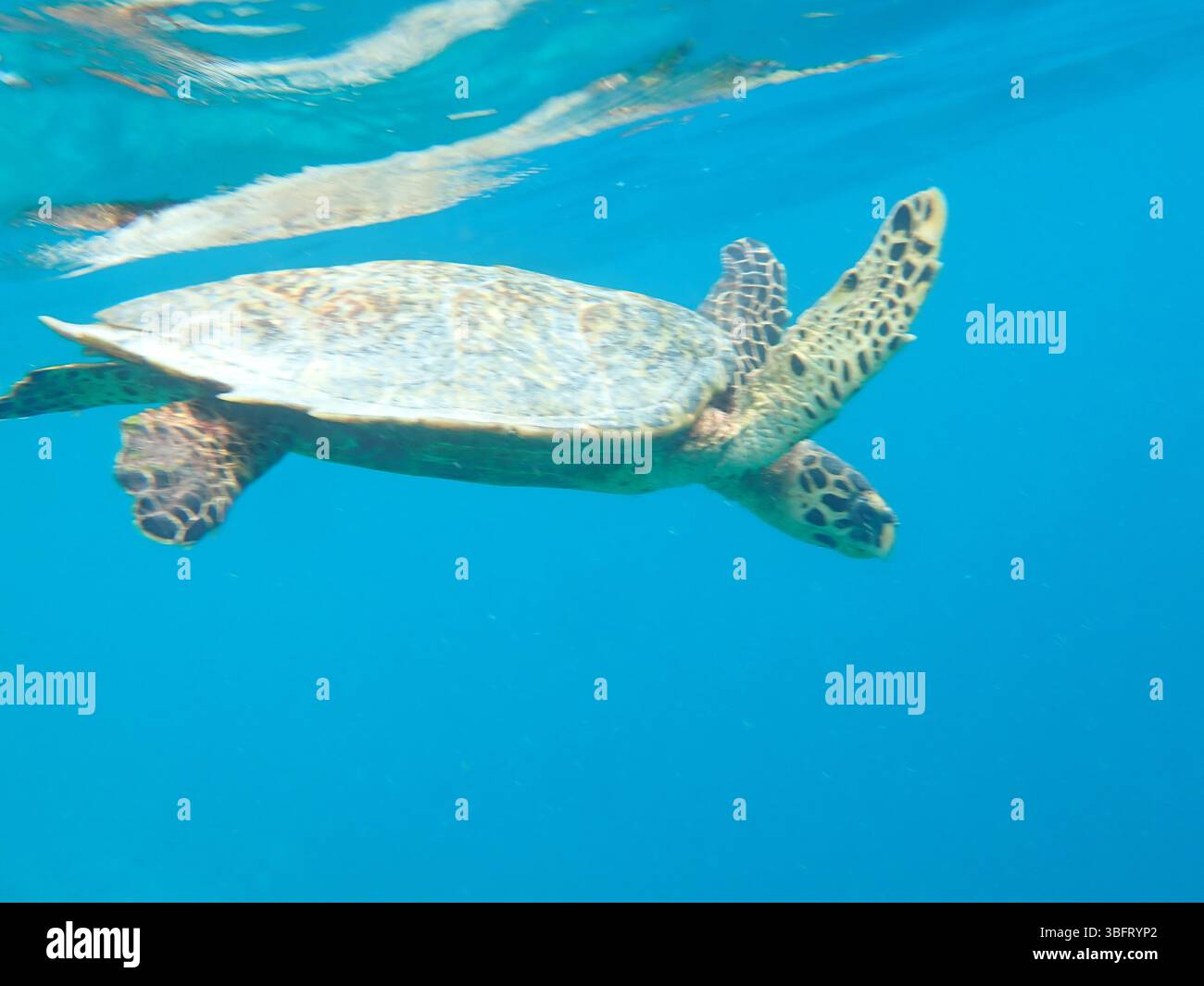 Tartaruga hawksbill, Oceano Indiano Foto Stock