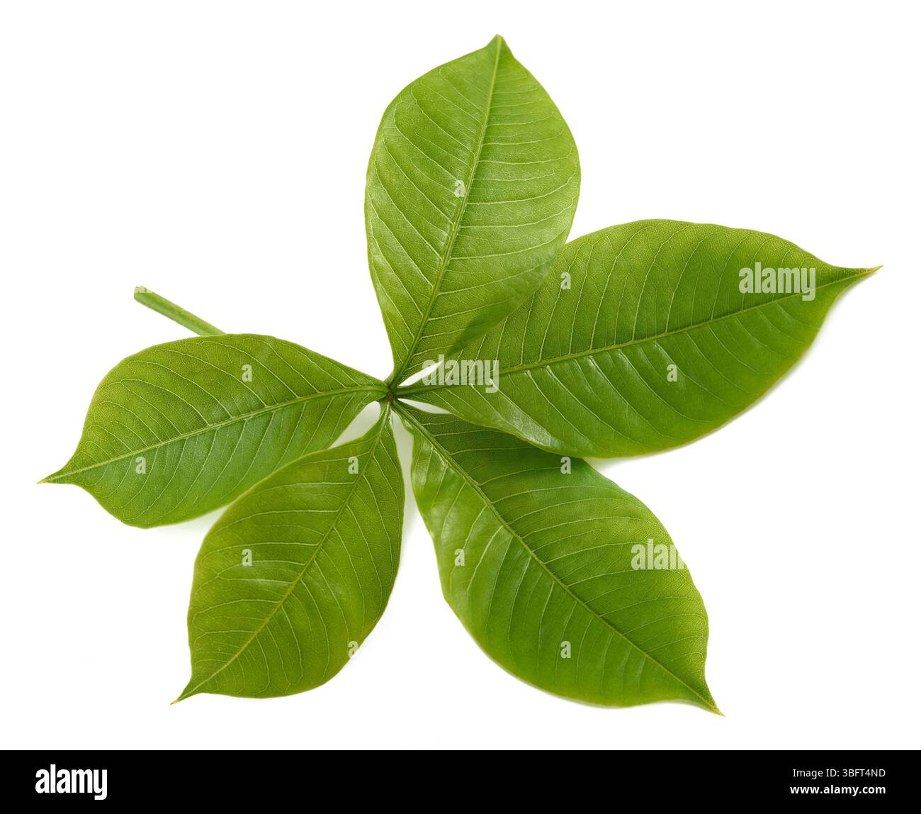 Ramo di Baobab con foglie isolate su bianco Foto Stock