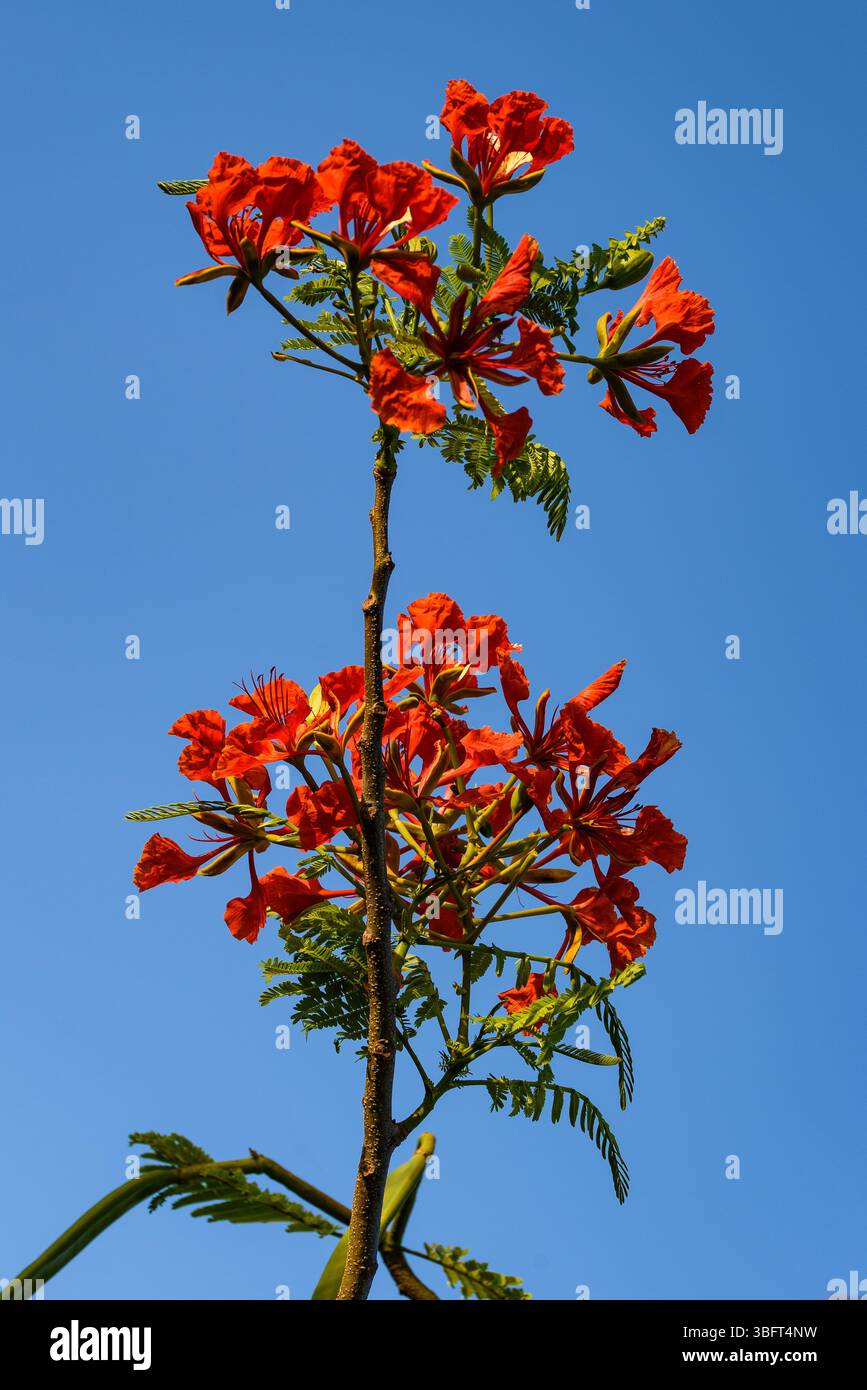 Pianta sgargiante con fiori dal cielo blu Foto Stock