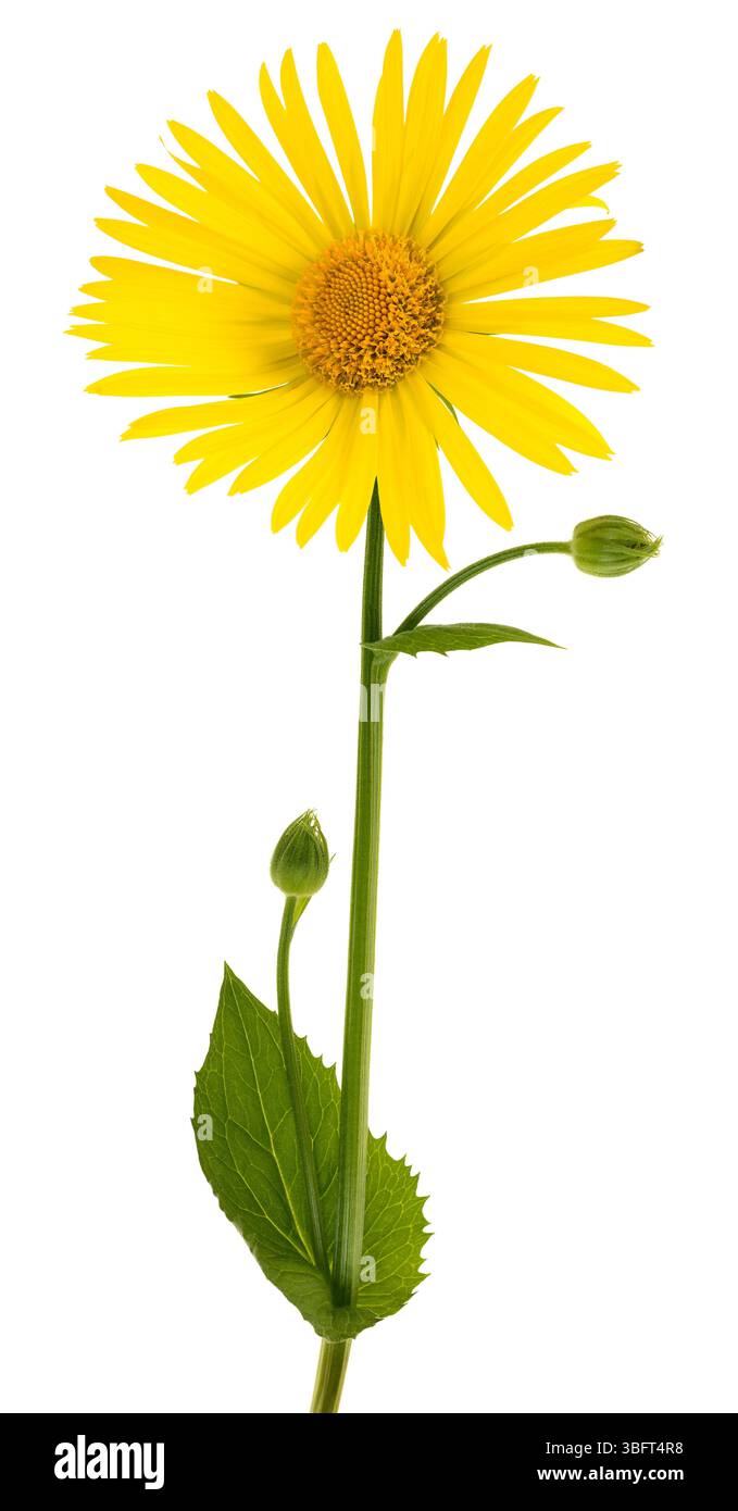 Grande fiore di leopardo isolato su sfondo bianco Foto Stock