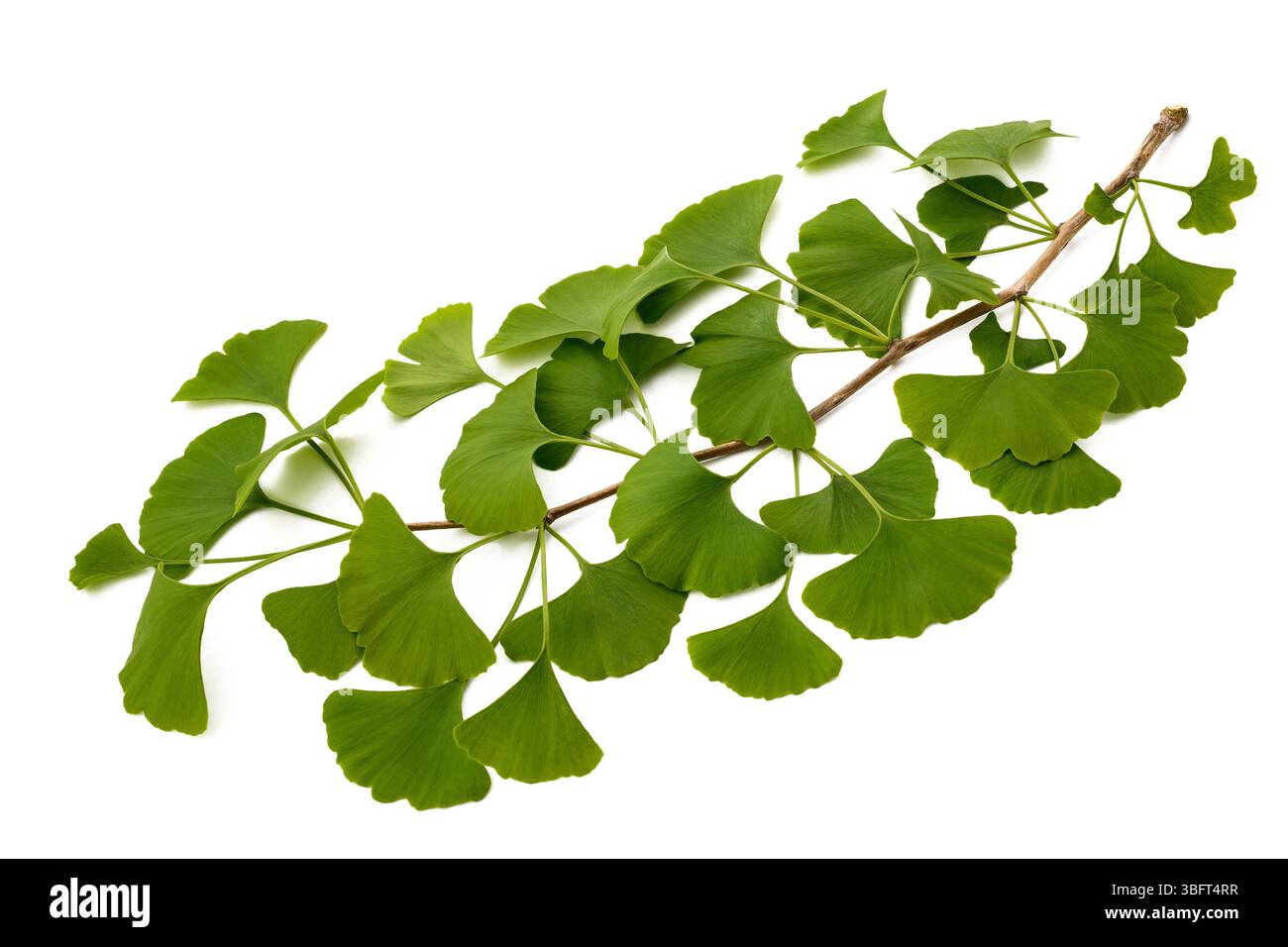 Il Ginkgo biloba ramo con foglie isolato su bianco Foto Stock