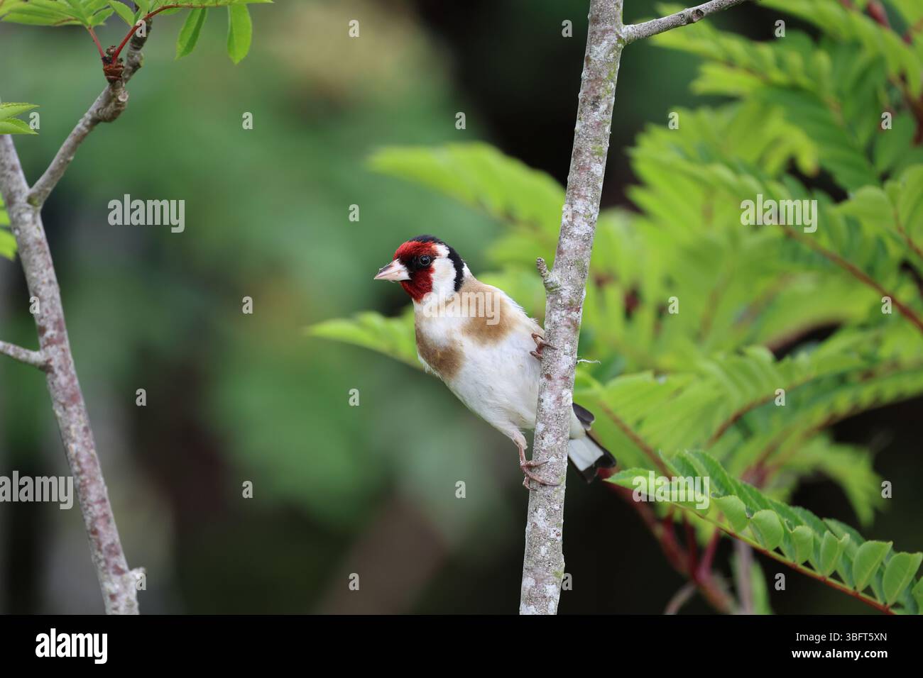 Goldfinch (Carduelis Carduelis) UK Foto Stock