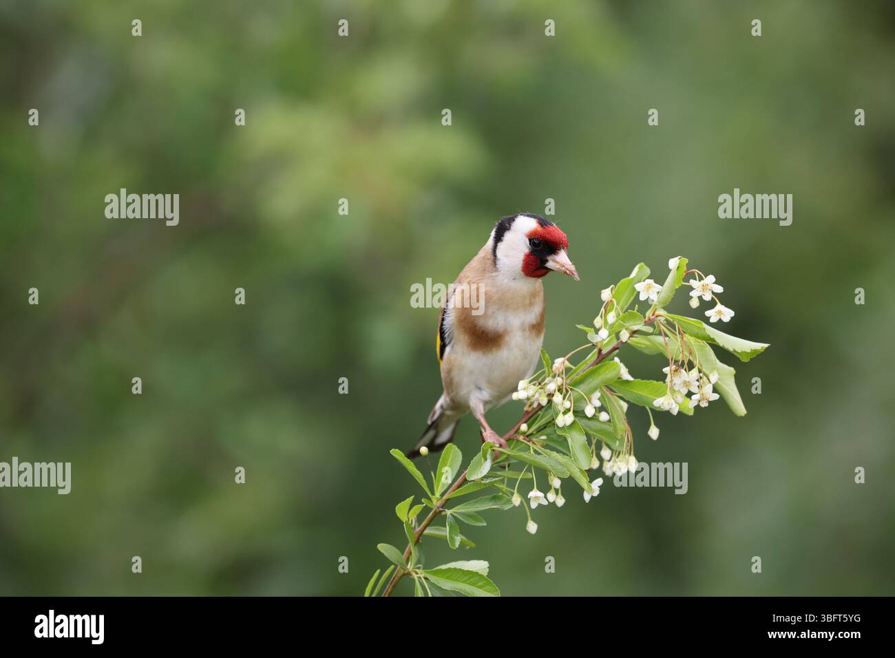 Goldfinch (Carduelis Carduelis) UK Foto Stock