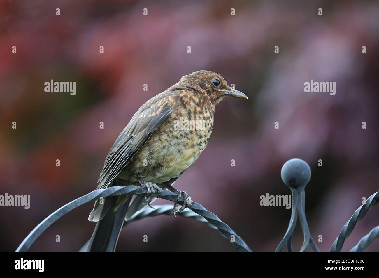 Giovane Blackbird (Turdus merula) su un giardino, Galles centrale regno unito Foto Stock