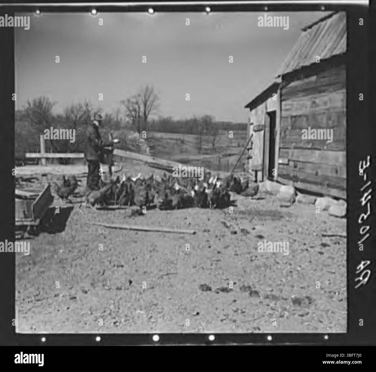 Erasty Emvich, un inquilino di cinquantuno anni, viene mostrato come nutrire polli nella sua fattoria. Questa immagine mette in risalto le faccende quotidiane dell'azienda agricola coinvolte nell'allevamento del pollame. Foto Stock