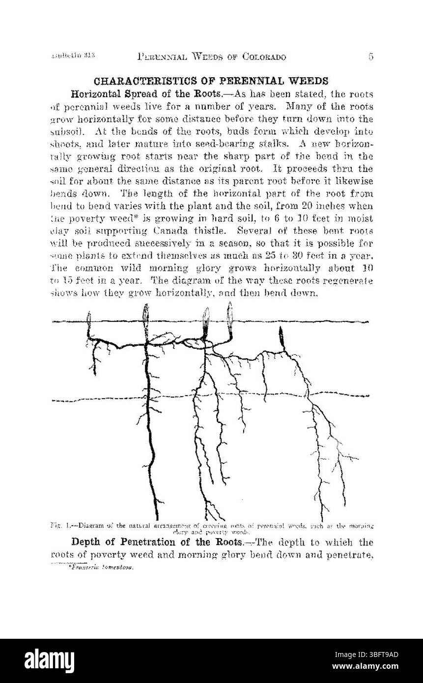 Questa pubblicazione del 1926 discute tre grandi erbacce perenni in Colorado e il loro impatto significativo sull'ambiente locale. È noto che le erbacce distruggono l'industria agricola competendo per le risorse con le colture, influenzando così la produzione e la salute dell'ecosistema. Foto Stock