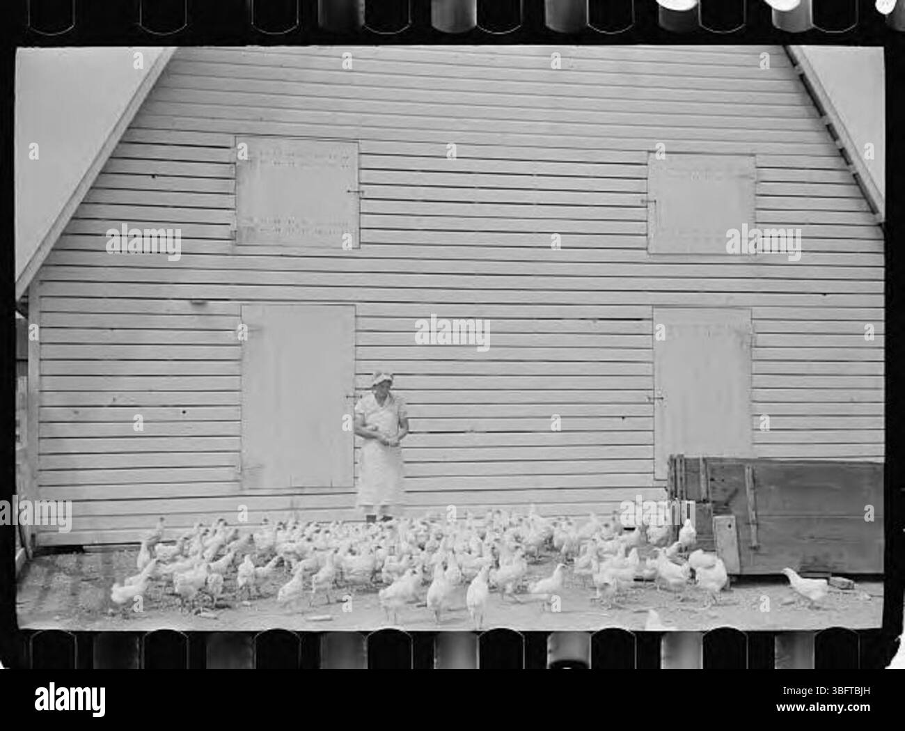 Questa fotografia mostra un singolo polli da alimentazione, un compito quotidiano nelle aziende agricole che sottolinea l'importanza dell'allevamento avicolo nelle comunità agricole rurali. Foto Stock