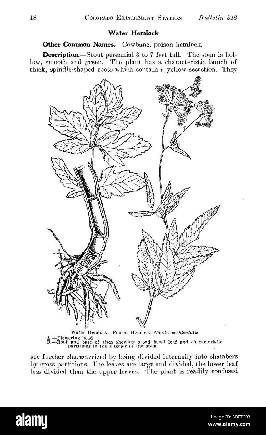 Pagina 18 affronta l'impatto delle piante velenose sulla fauna selvatica del Colorado, descrivendo in dettaglio come diverse specie influenzano gli animali locali e l'ecosistema. Foto Stock