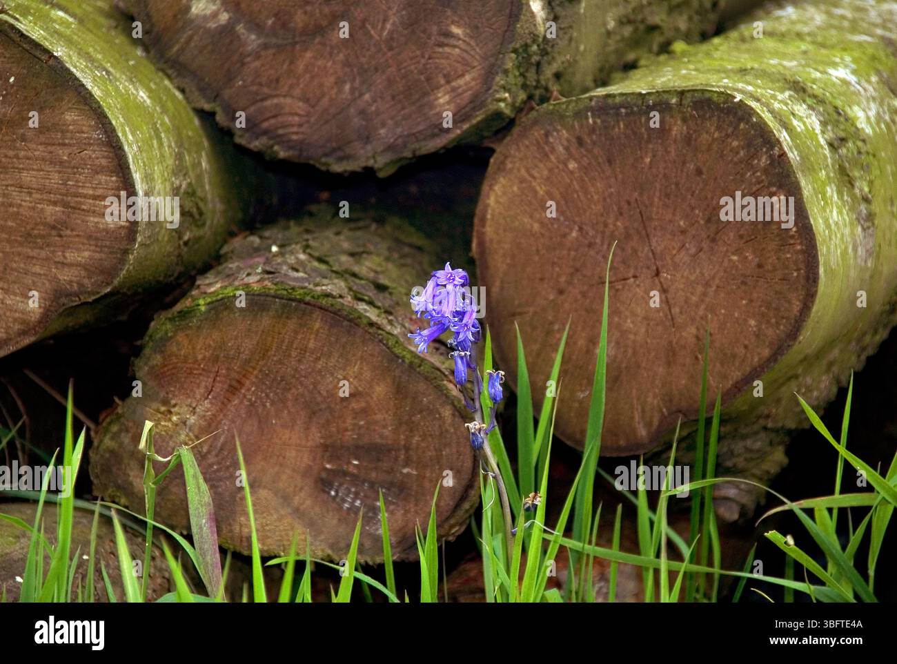 Campanello solitario contro un mucchio di legno tagliato tra l'erba Foto Stock