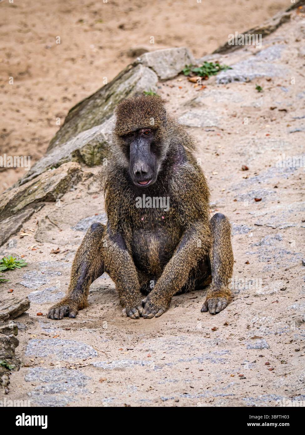 Un babbuino solitario è seduto su un terreno roccioso, mostrando espressioni e posture naturali Foto Stock