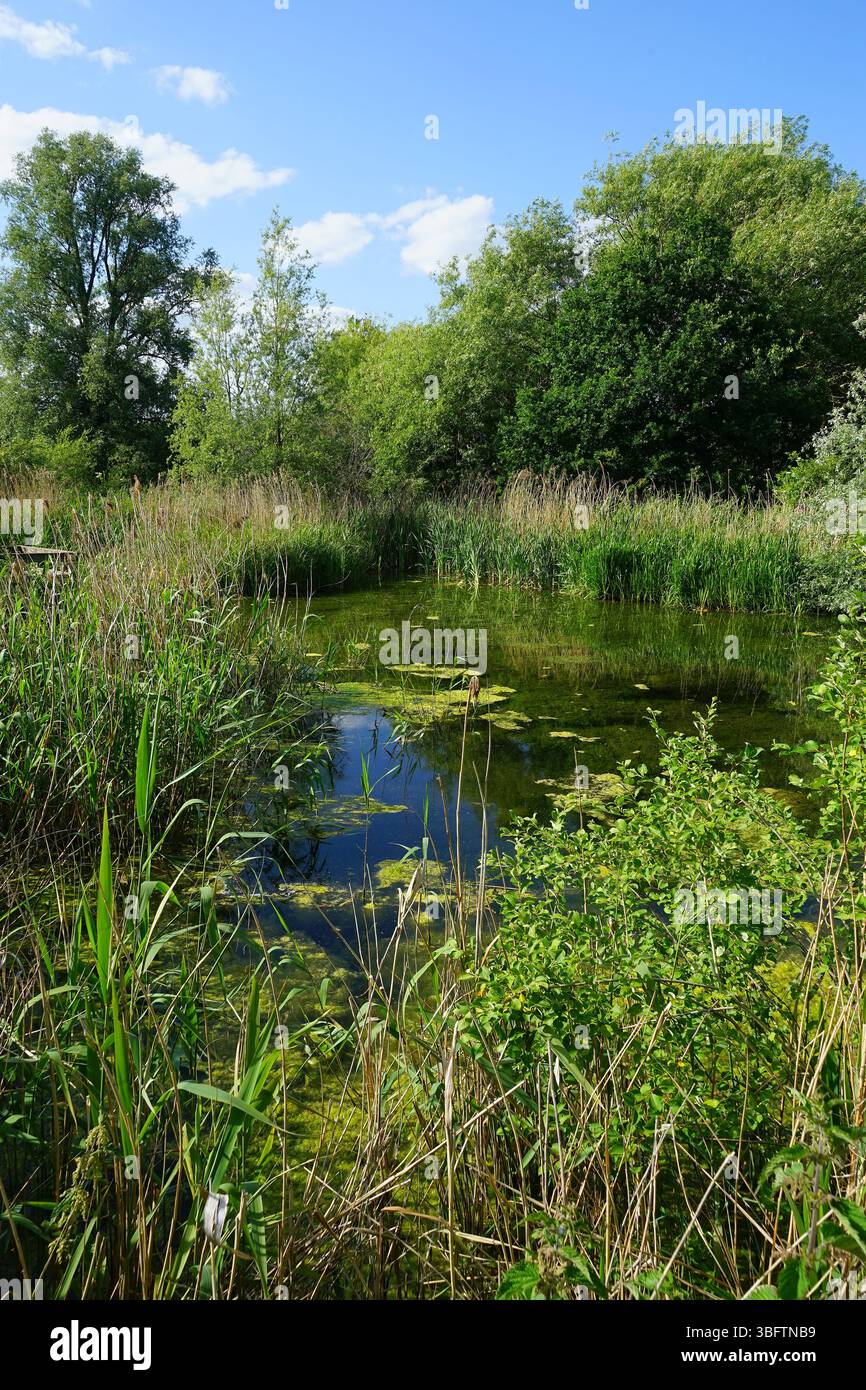 Riserva naturale Purwell Ninesprings Foto Stock