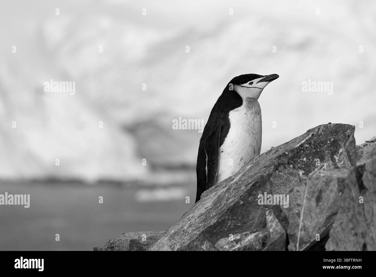Un pinguino Chinstrap adulto (Pygoscelis AntarcticusIn) in Una colonia coperta di roccia o Rookery, con Un grande ghiacciaio sullo sfondo, sopra Orne Har Foto Stock