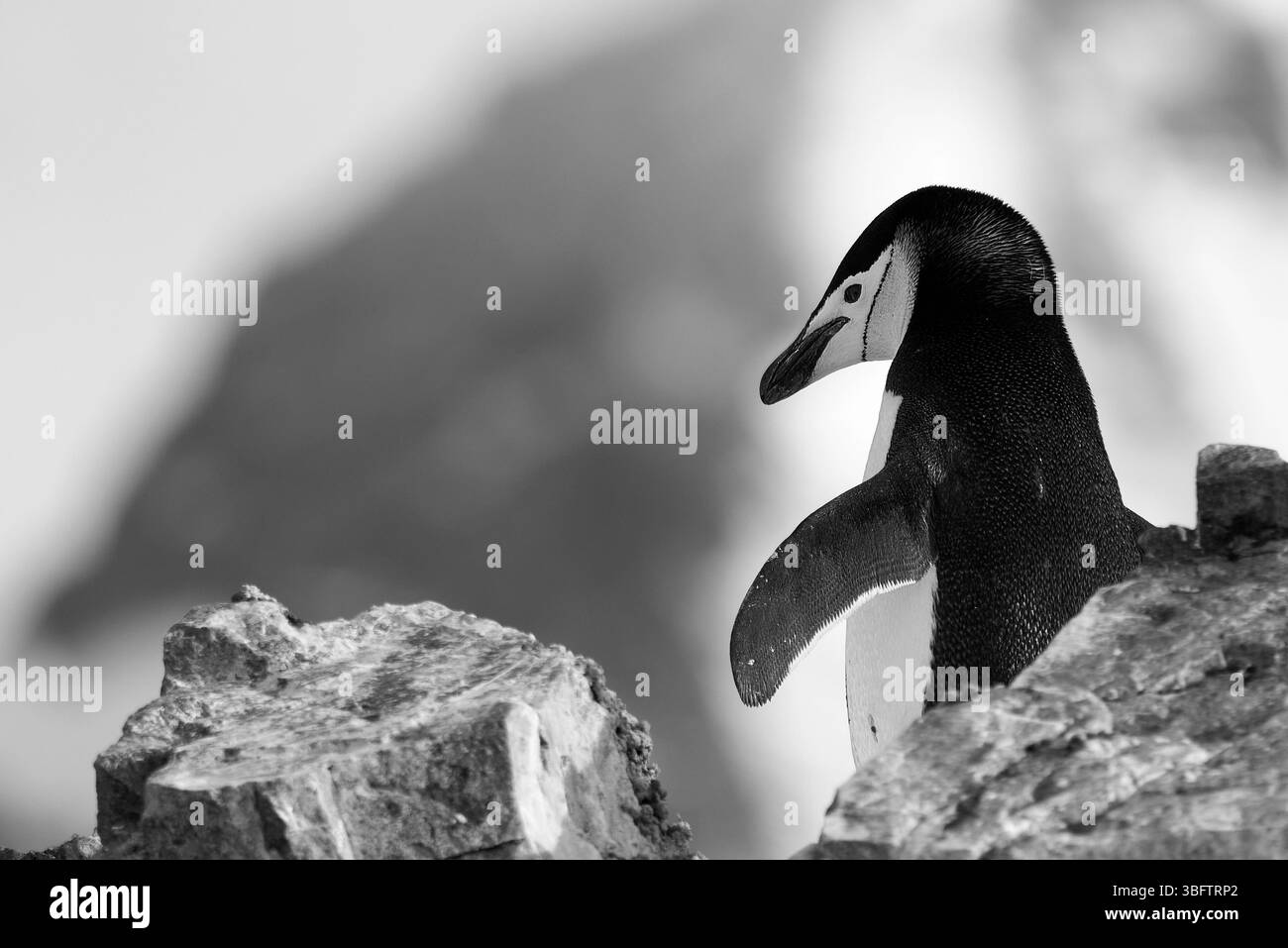 Un pinguino Chinstrap per adulti singolo (Pygoscelis AntarcticusIn) in Una colonia coperta di roccia sopra il porto di Orne sulla costa occidentale dell'Antartide Foto Stock