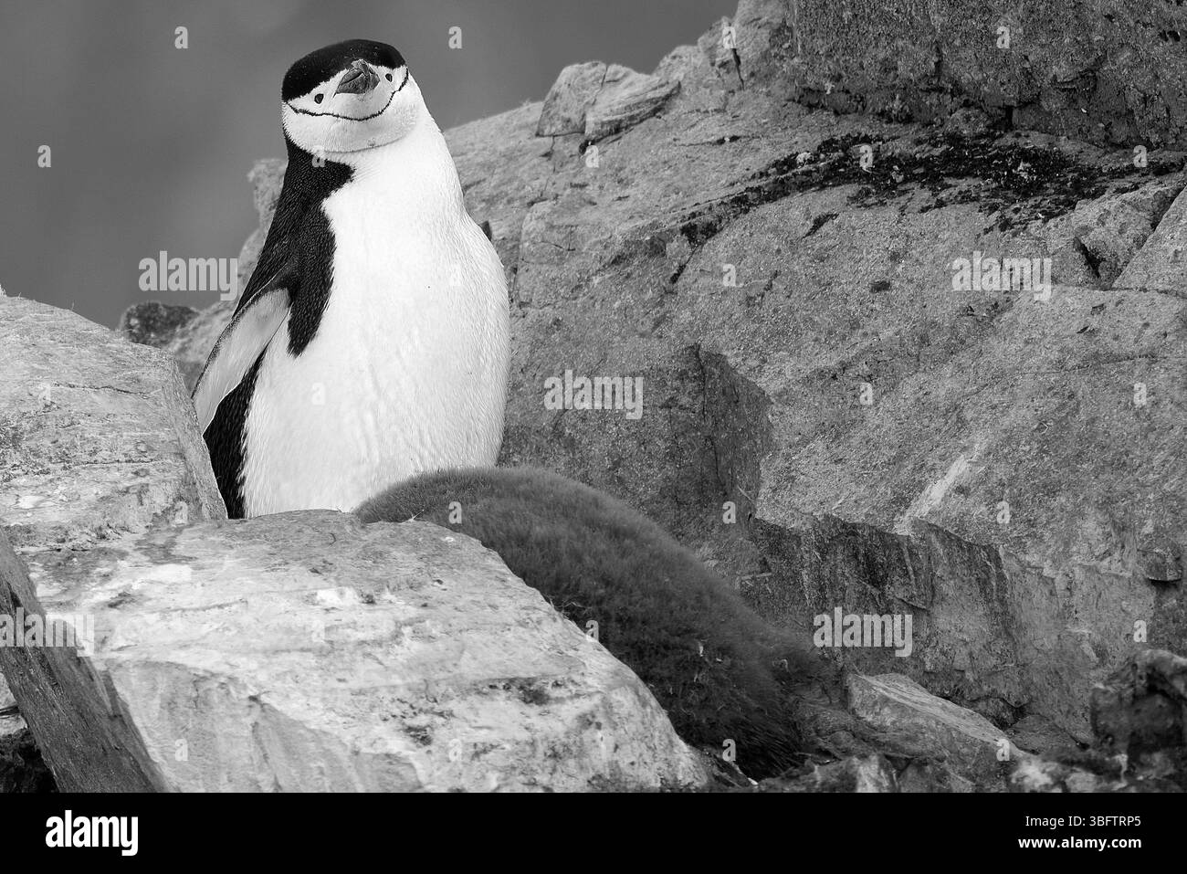 Un singolo adulto pinguino Chinstrap e pulcino di pinguino giovanile (Pygoscelis AntarcticusIn) in Una colonia coperta di roccia sopra Orne Harbour, Antartide Foto Stock
