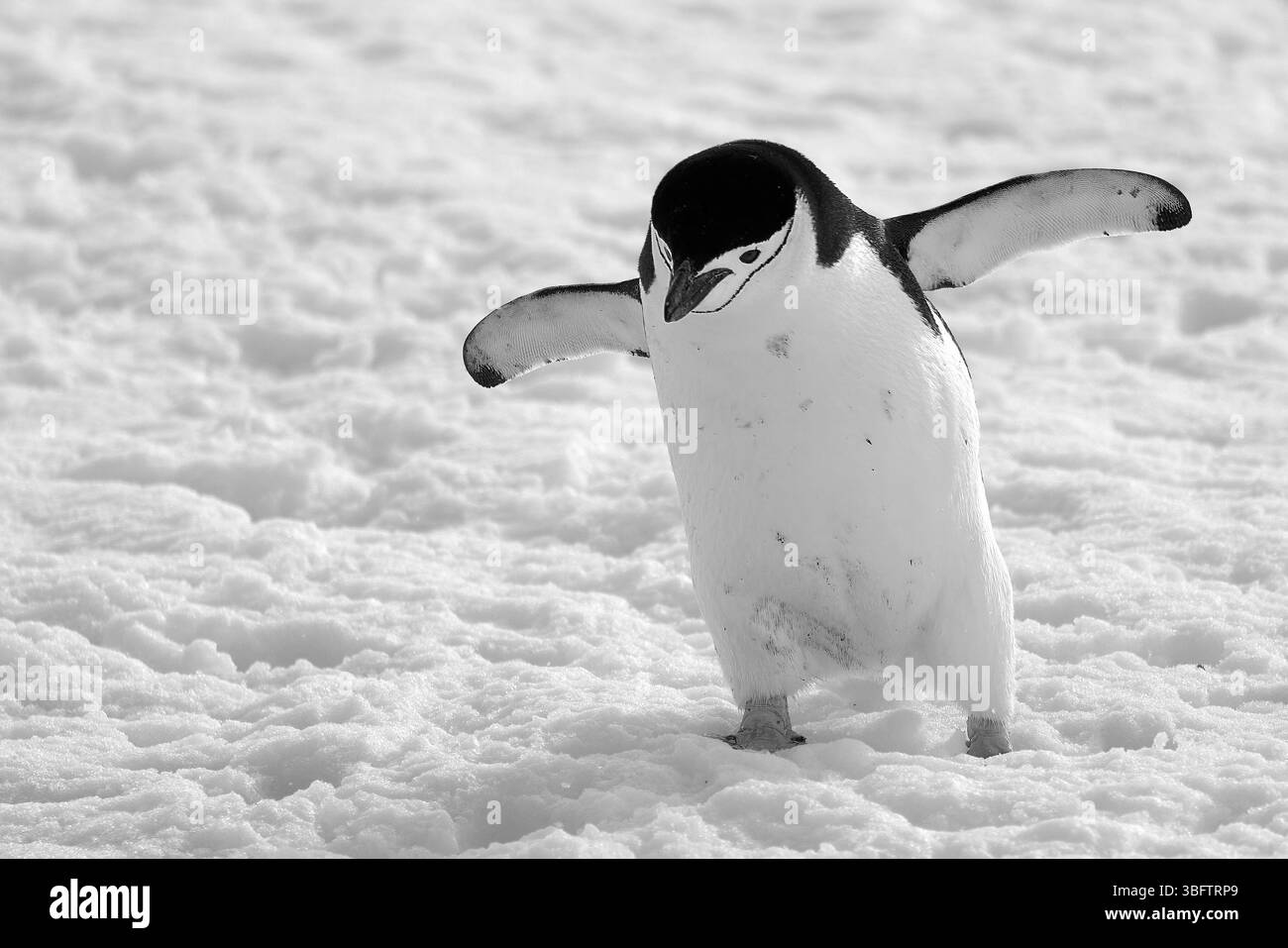 Pinguino Chinstrap adulto (Pygoscelis AntarcticusIn) camminando lungo Un pendio coperto di neve fino all'oceano da Una torre sopra il porto di Orne, in Antartide Foto Stock