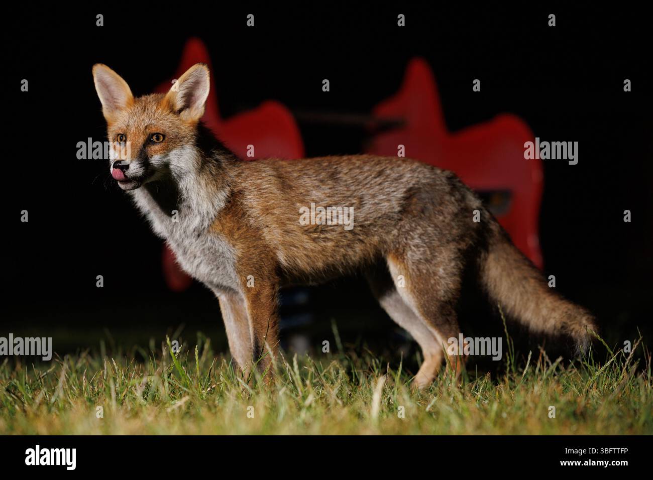 La volpe urbana si aggira in un parco giochi locale Foto Stock