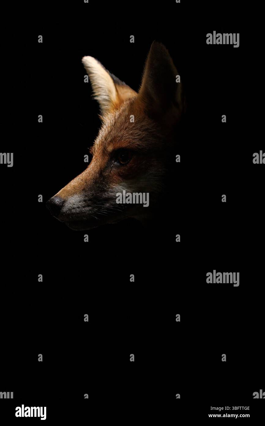 La volpe urbana si aggira in un parco giochi locale Foto Stock