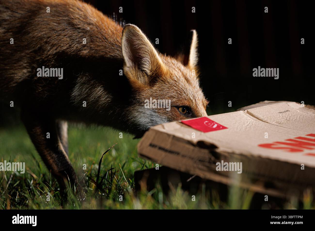 La volpe urbana si aggira in un parco giochi locale Foto Stock