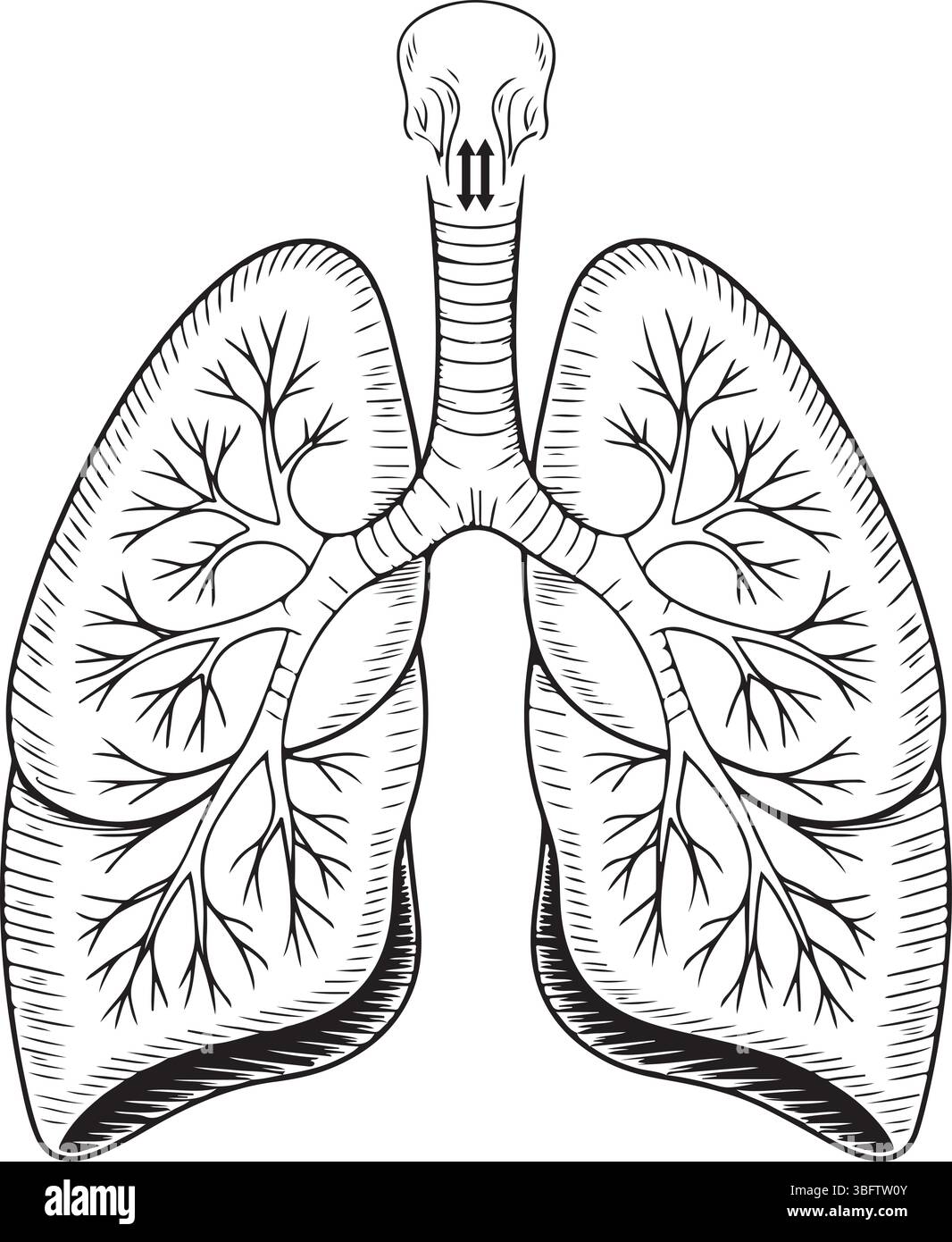 Illustrazione dettagliata dei polmoni umani – Schema anatomico del sistema respiratorio Illustrazione Vettoriale