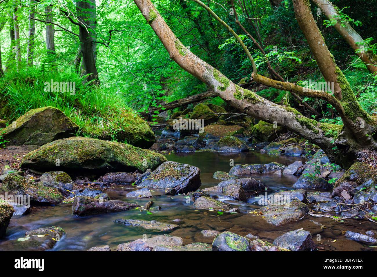 May Beck nel North York Moors National Park, North Yorkshire, Inghilterra. Foto Stock