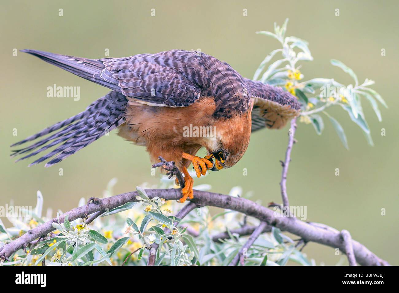 Femmina del falco dai piedi rossi (Falco vespertinus) che si nutre di un insetto. Foto di Tiszaalpár, Ungheria. Foto Stock Femmina del falco dai piedi rossi (Falco vespertinus) che si nutre di un insetto. Foto di Tiszaalpár, Ungheria. Foto Stock